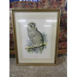 Framed Owl print 54cm x 70cm approx