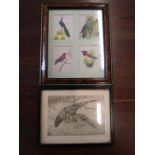 Alley J. Adams etching of a partridge pair and Watercolours on material of exotic birds