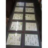 A set of 10 prints of herbaceous plants