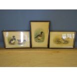 A set of 3 plate prints of water fowl 19x29cm