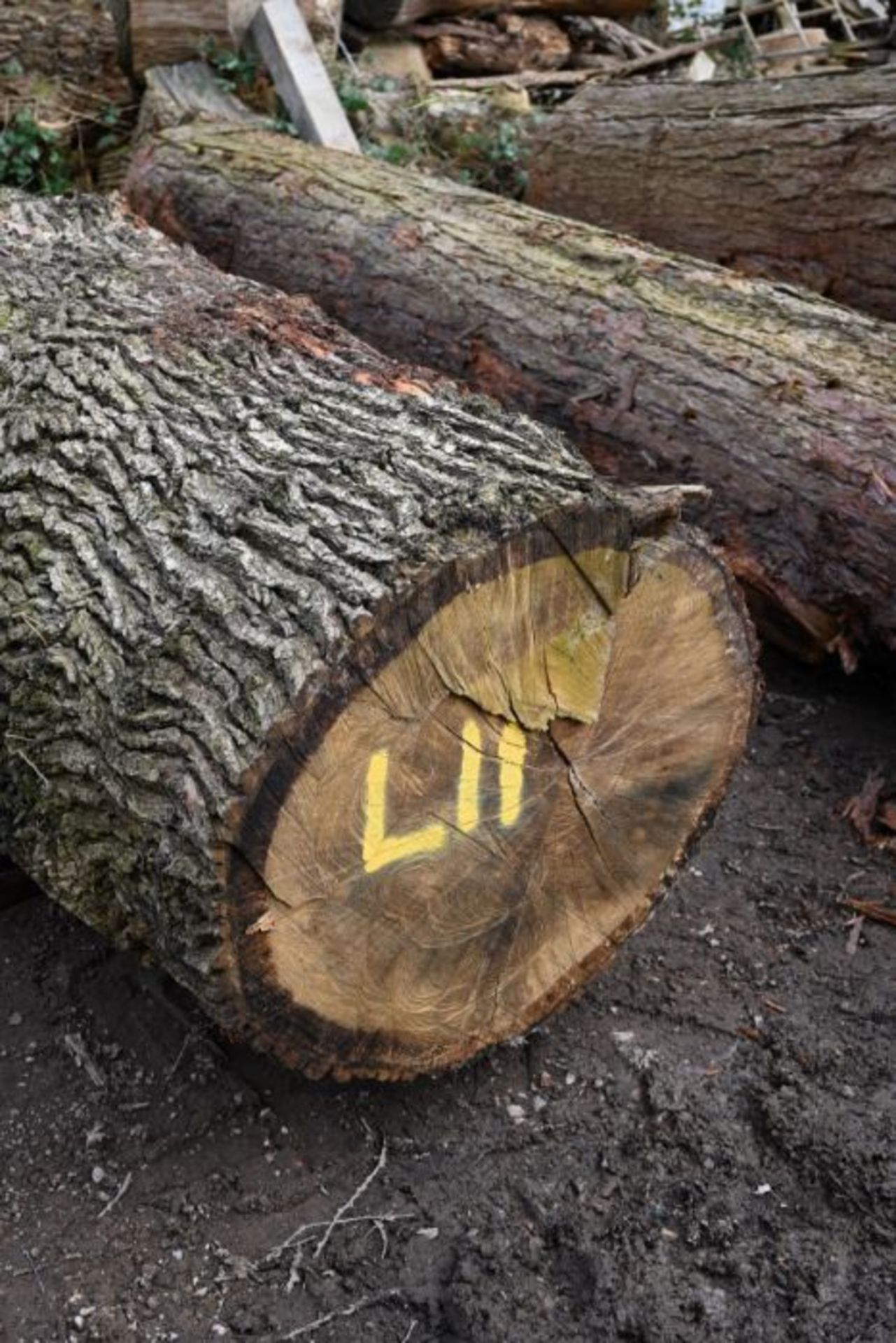 Round timber Oak log 58cu-ft (L11)