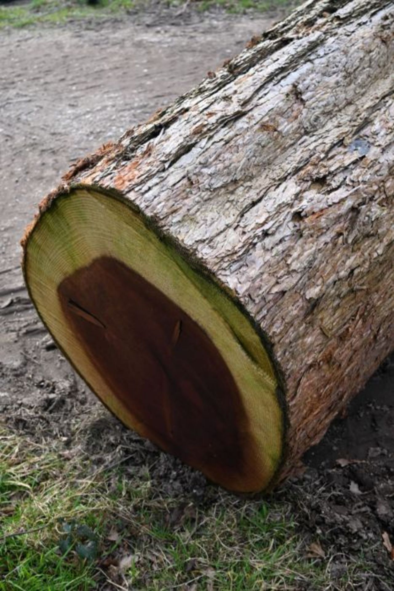 Round timber Sequoia (California Red Wood) log 67cu-ft (L13) - Image 2 of 3