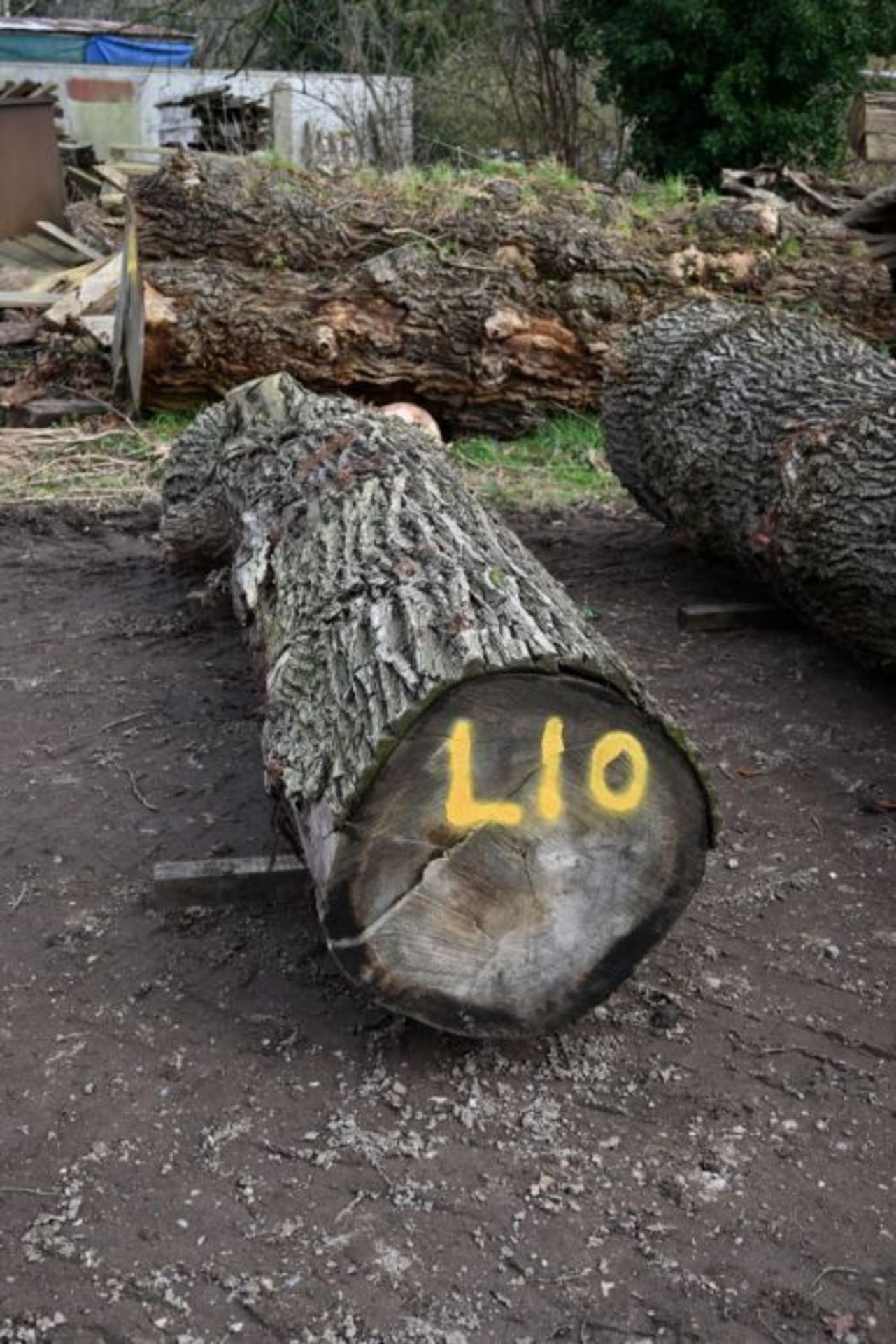 Round timber Elm log 33cu-ft (L10)