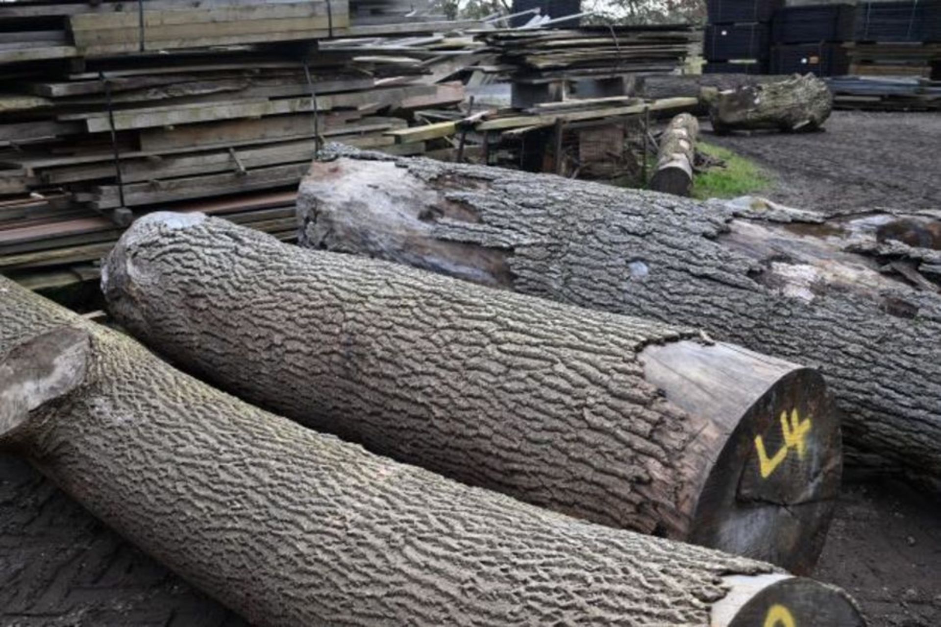Round timber ash log 39cu-ft (L4) - Image 2 of 2