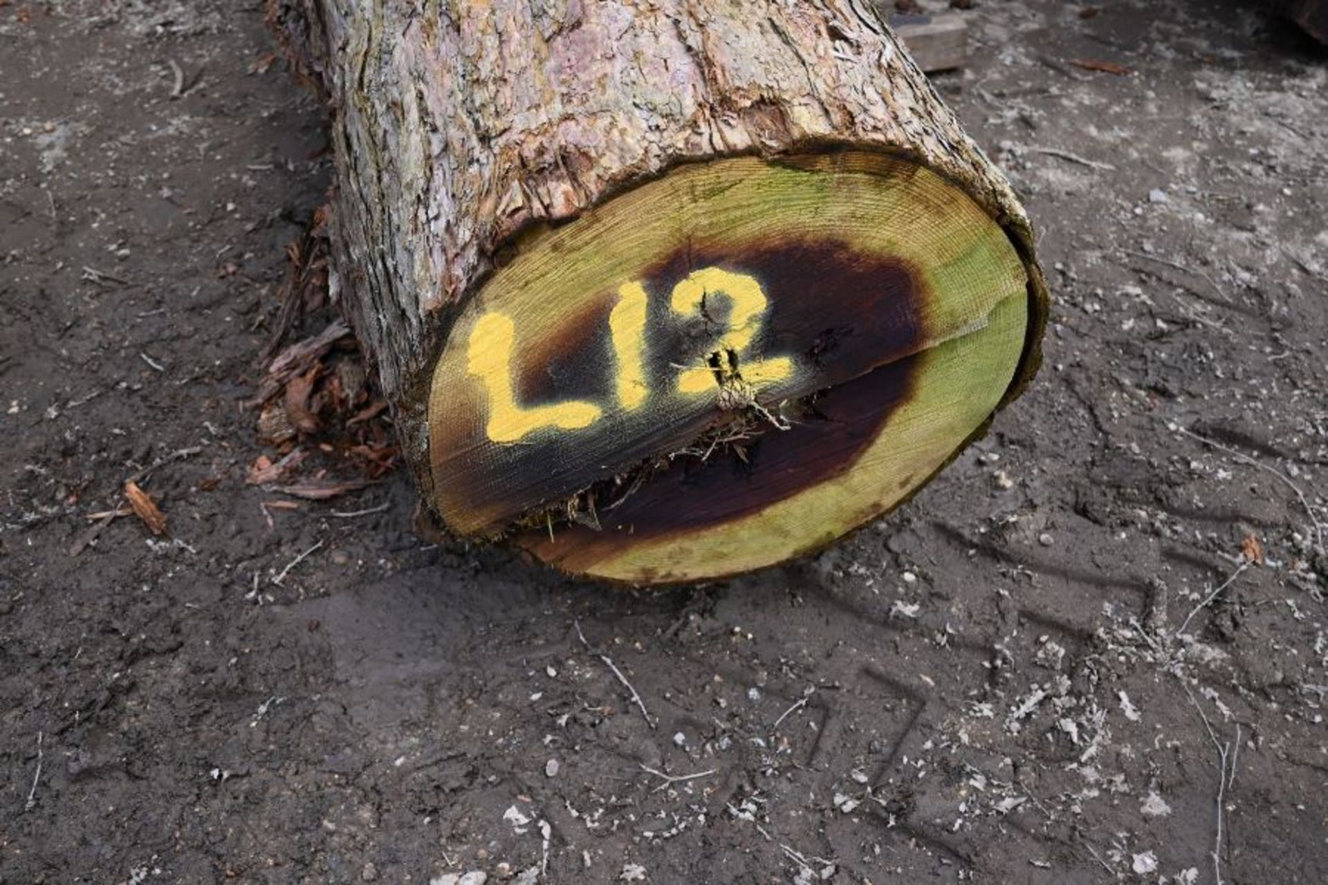 Round timber Sequoia (California Red Wood) log 41cu-ft (L12)