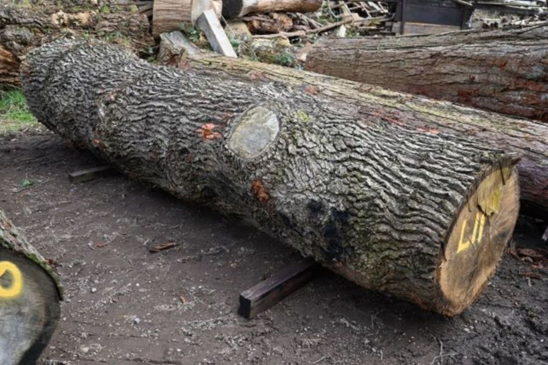 Round timber Oak log 58cu-ft (L11) - Image 2 of 2
