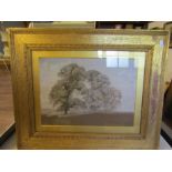Gerald Wills sketch of trees 57x47cm framed and glazed