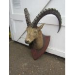 Large Taxidermy Alpine Ibex/ mountain goat head on wooden plaque