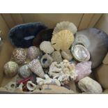 a box of sea-shells, crystals etc