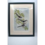 Andrew Osbourne 1968 watercolour of long tailed tits, signed bottom left, 44cm x 33.5cm