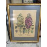 Besler hand coloured 'Malua Rose multiplex' framed and glazed 77x60cm
