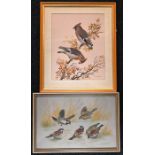 PAUL NICHOLAS; two watercolour, studies of waxwings and house sparrows feeding, signed , 40 x 27cm