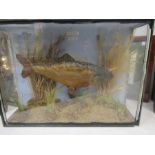 Taxidermy Carp in glass case