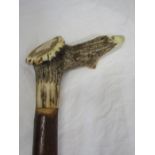 A antler topped walking cane