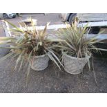 Pair of concrete garden pots H45cm approx (with contents)