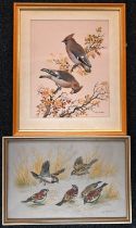 PAUL NICHOLAS; two watercolour, studies of waxwings and house sparrows feeding, signed , 40 x 27cm