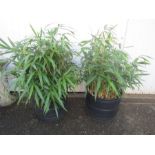 2 Bamboo plants H110cm approx