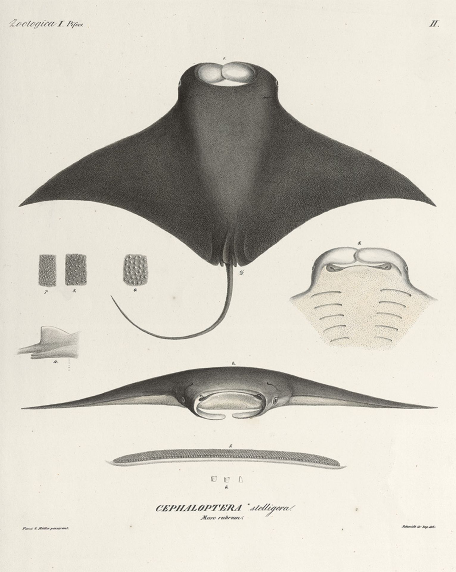 Ehrenberg, Christian Gottfried und ...: Symbolae physicae seu icones et descriptiones piscium