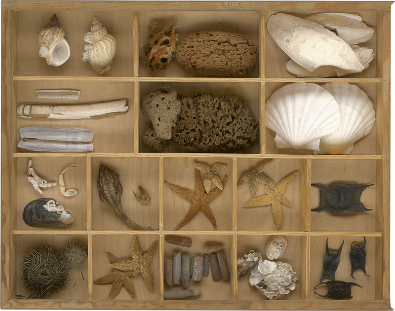 Schaukasten mit Meerestieren: Muscheln, Schwämme, Schnecken, Seesterne und Co.