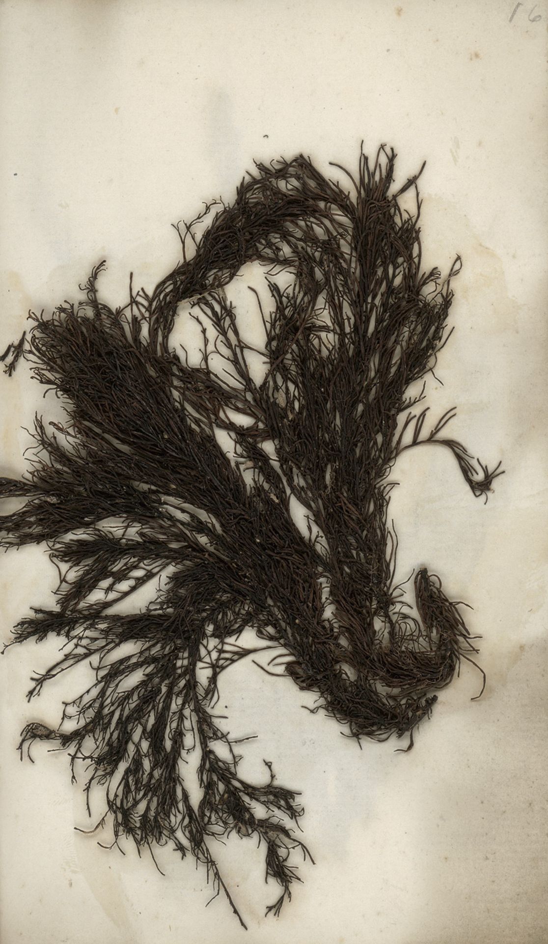 Herbarium mit verschiedenen Algenar...: Sea weeds - Bild 2 aus 2