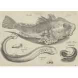 Fische: Sammlung von 13 Fischdarstellungen