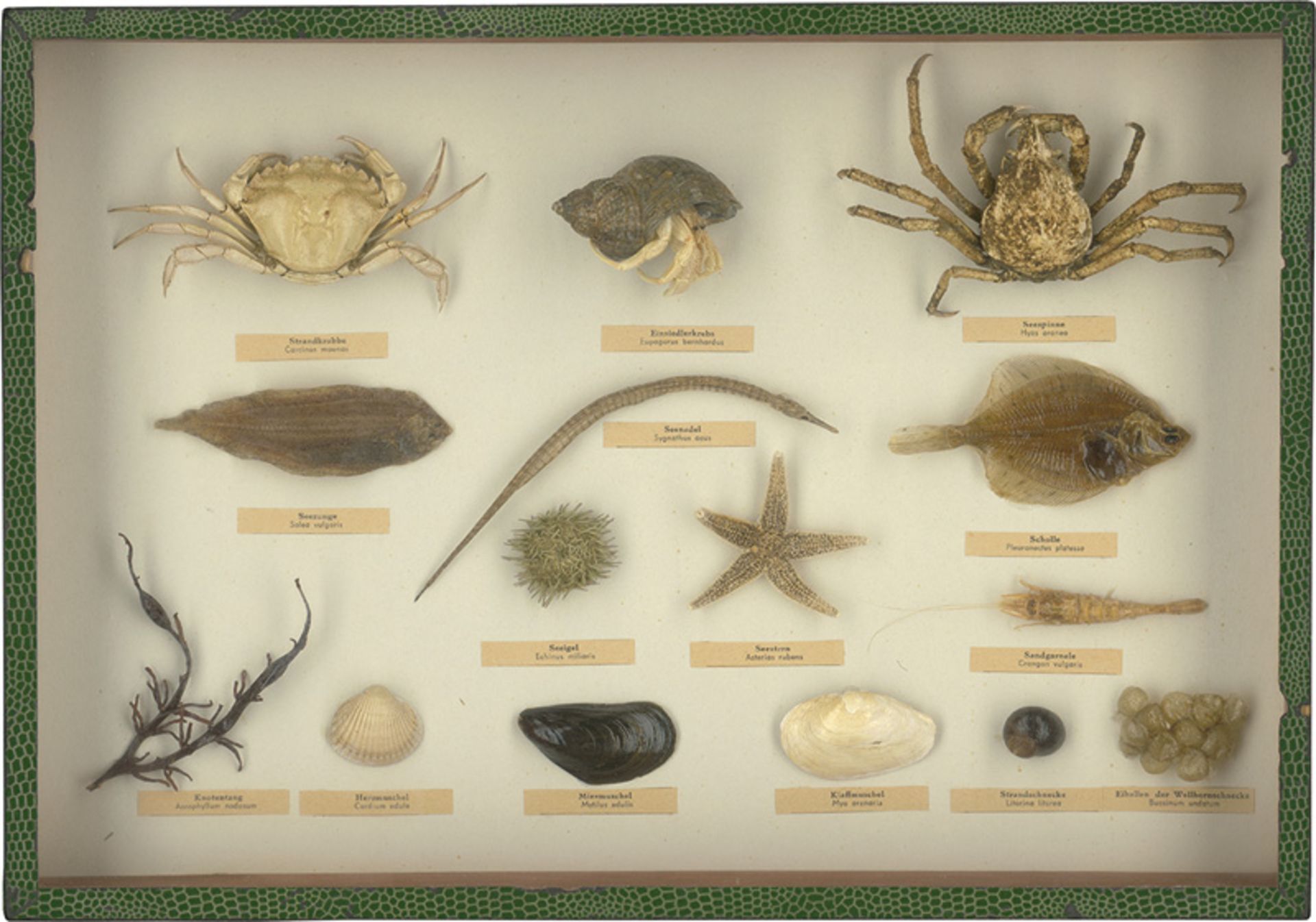 Schaukasten mit Meeresgetier der No...: Krebse, Fisce, Muscheln und Schnecken