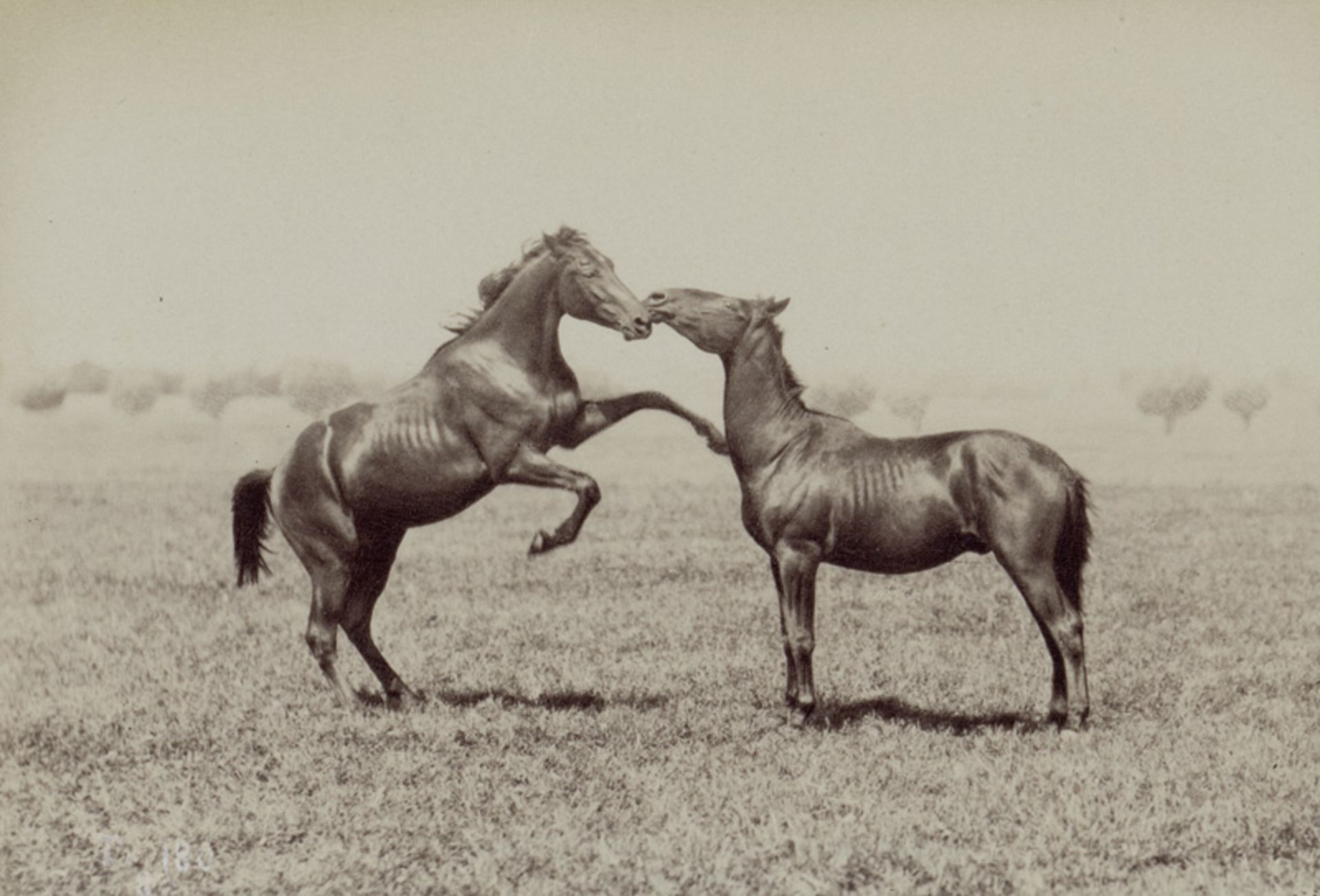 Anschütz, Ottomar: Horse studies - Image 2 of 2