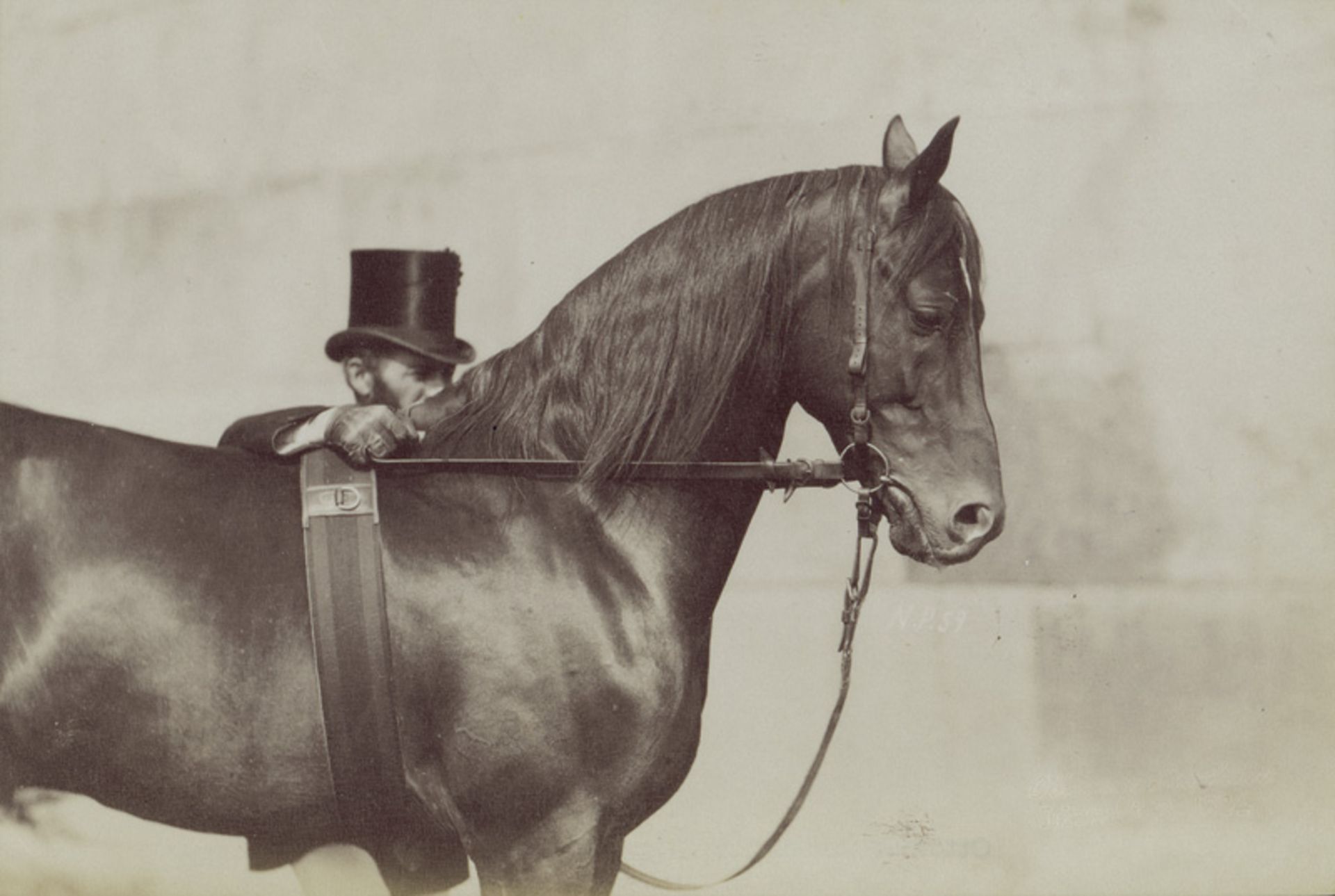 Anschütz, Ottomar: Horse studies