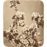 Braun, Adolphe: Apple blossoms