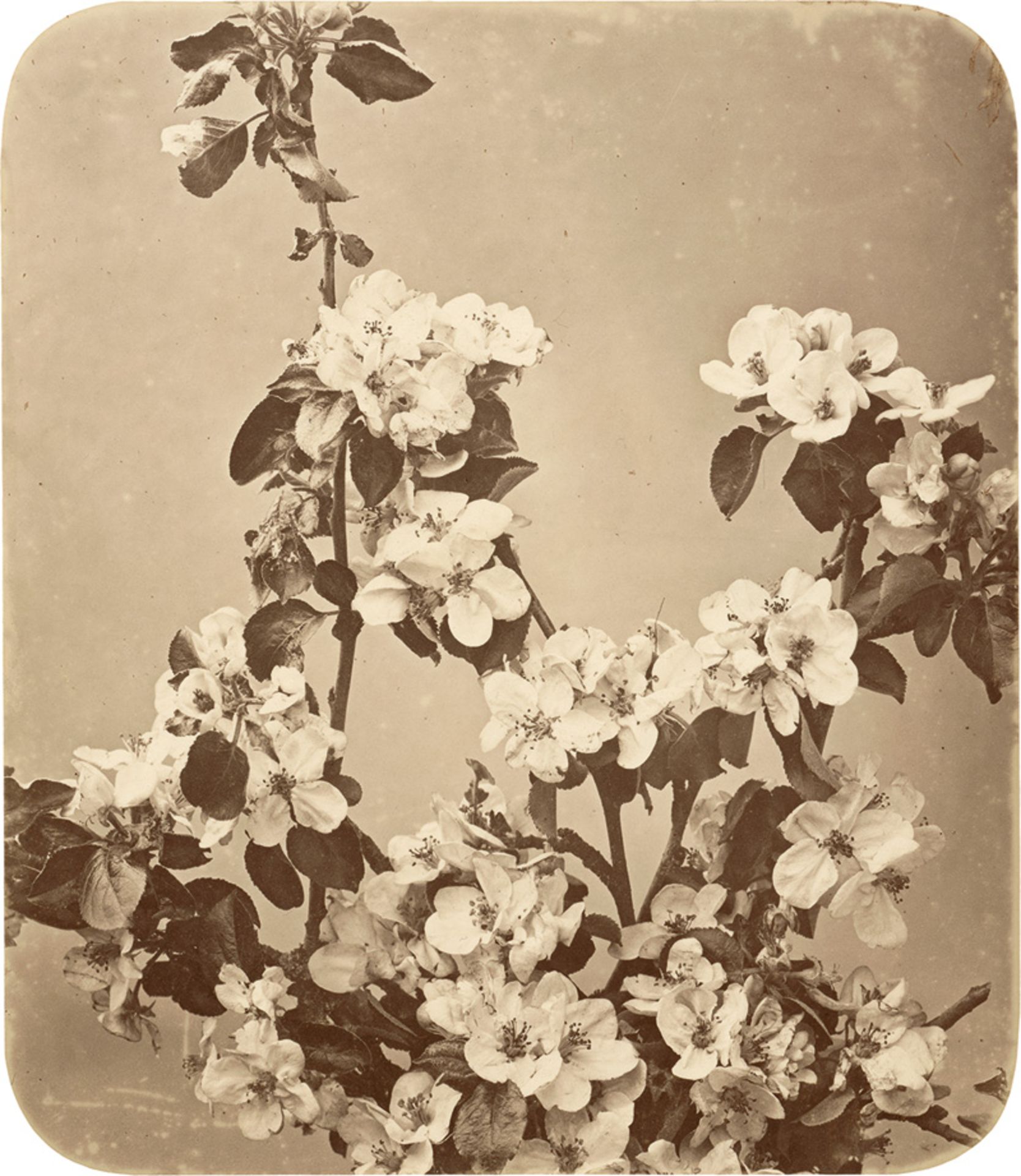 Braun, Adolphe: Apple blossoms