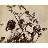 Braun, Adolphe: Chrysanthemums
