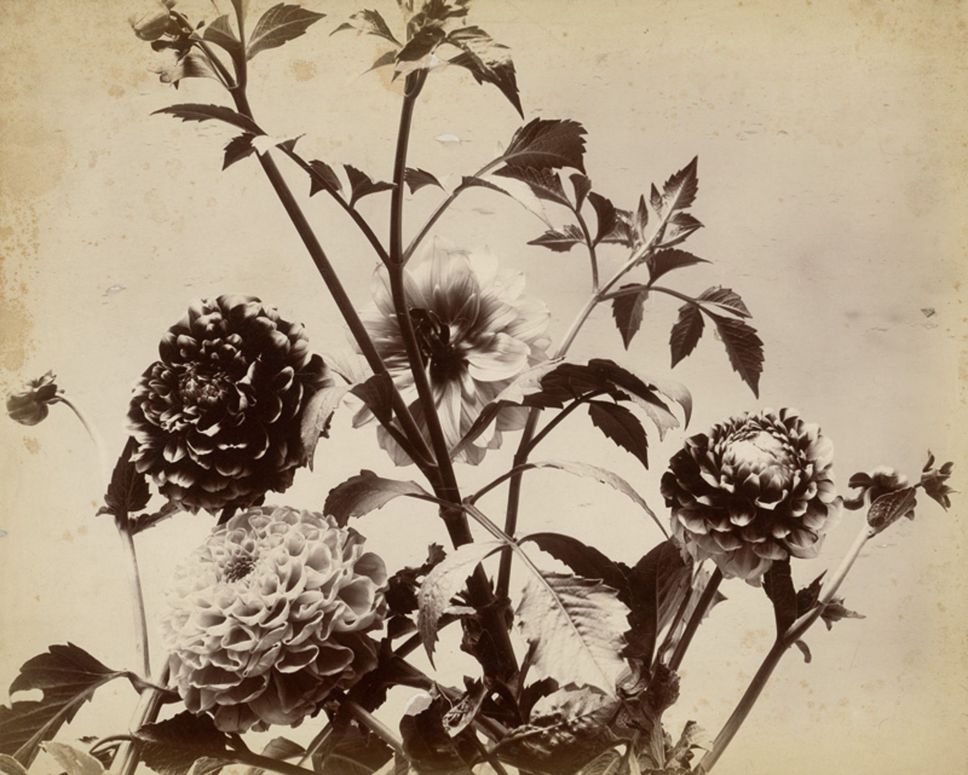 Braun, Adolphe: Chrysanthemums