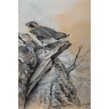 * George Edward Lodge [1860-1954]- Nuthatch,:- signed and dated 1951, watercolour en grisaille, 24.