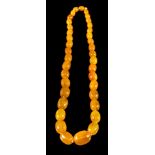 An amber bead necklace,: the graduated 24mm to 11mm amber beads on a knotted thread, 64cm long.