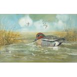* Michael James Yule [20th Century]- Teal, Mallard, Pintail,:- signed and dated 1974 watercolour,