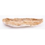 A Mosasaur jaw bone section: late Cretaceous period, 55cm long.