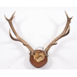 A pair of eleven point antlers on a shield plinth:
