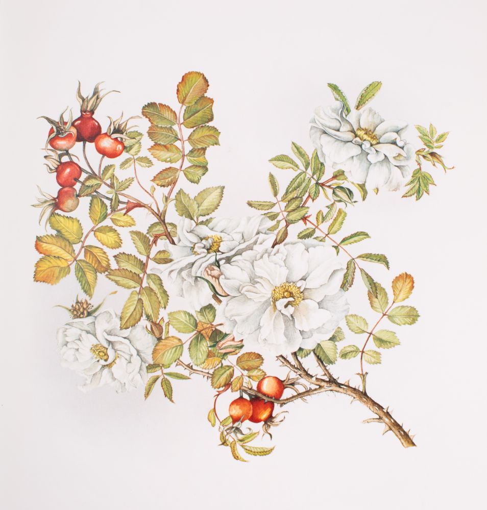 CAMERON, Elizabeth - A Book of White Flowers : 24 paintings by Elizabeth Cameron, - Image 5 of 5