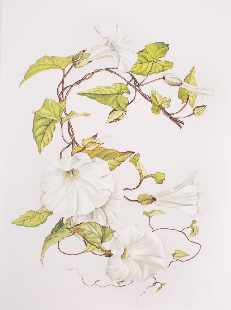 CAMERON, Elizabeth - A Book of White Flowers : 24 paintings by Elizabeth Cameron, - Image 3 of 5