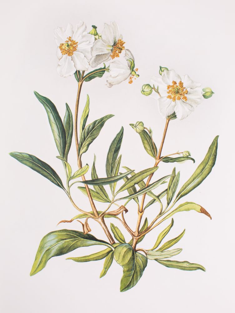 CAMERON, Elizabeth - A Book of White Flowers : 24 paintings by Elizabeth Cameron, - Image 2 of 5