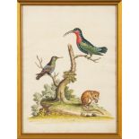 George Edwards [1694-1773]- Ornithological studies, a group of seven coloured engravings,