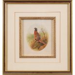 Frank D Harrington [19/20th Century]- Cock pheasant,:- signed bottom right watercolour, 14.5 x 13cm.