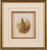 Frank D Harrington [19/20th Century]- Cock pheasant,:- signed bottom right watercolour, 14.5 x 13cm.