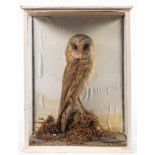 An early 20th century taxidermy Barn Owl: in a glazed case,