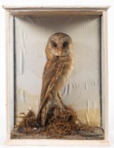 An early 20th century taxidermy Barn Owl: in a glazed case,