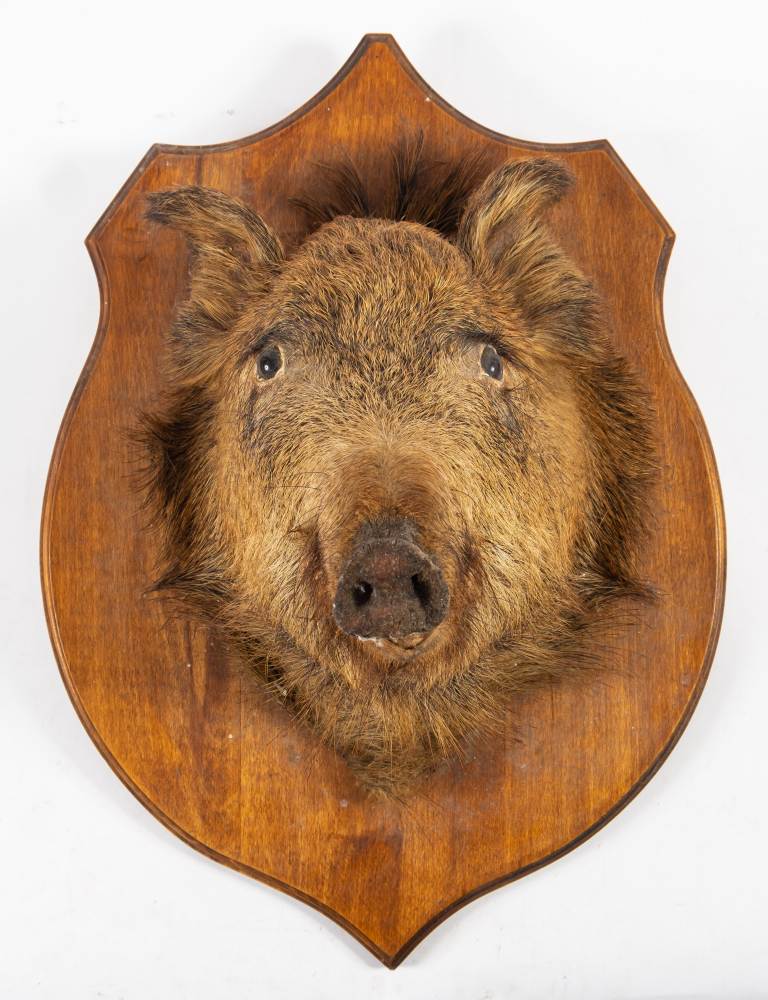 A taxidermy boars head on wooden shield plinth: 65cm high.