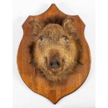 A taxidermy boars head on wooden shield plinth: 65cm high.
