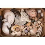 A late 19th/ early 20th century collection of shells and corals: including several Nautilus shells,