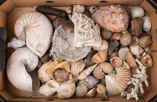 A late 19th/ early 20th century collection of shells and corals: including several Nautilus shells,