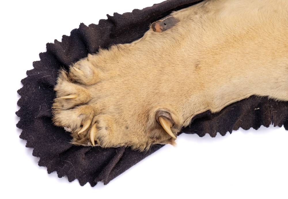 A pair of taxidermy Tiger skin (Panthera tigris) rugs by Van Ingen & Van Ingen, - Image 4 of 11